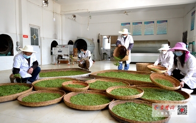 竹山“庸國翠”茶葉產(chǎn)業(yè)合作社開園產(chǎn)茶，引領(lǐng)茶葉加工新篇章