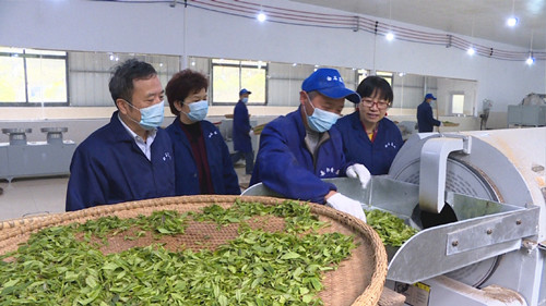 白石千車嶺茶業(yè)公司黃茶入選國家農(nóng)業(yè)標(biāo)準(zhǔn)化試點(diǎn)示范項(xiàng)目，引領(lǐng)茶葉加工新高度