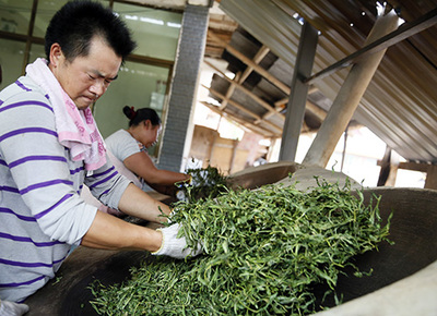 茗博茶山行 親手體驗(yàn)茶葉加工的匠心之旅