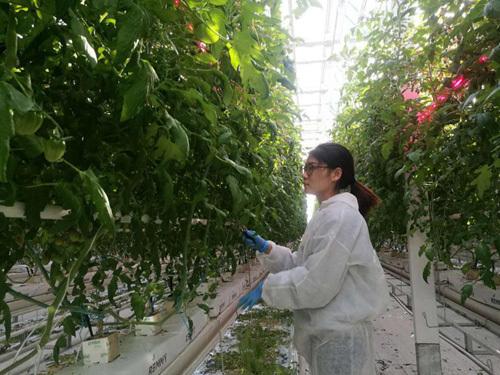 京津冀協同發展新篇章 北京蔬菜工廠化技術向天津、河北輻射推廣